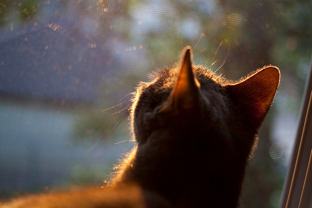 逆袭之夜，爱德华兹的怒吼与雄鹿的血性翻盘