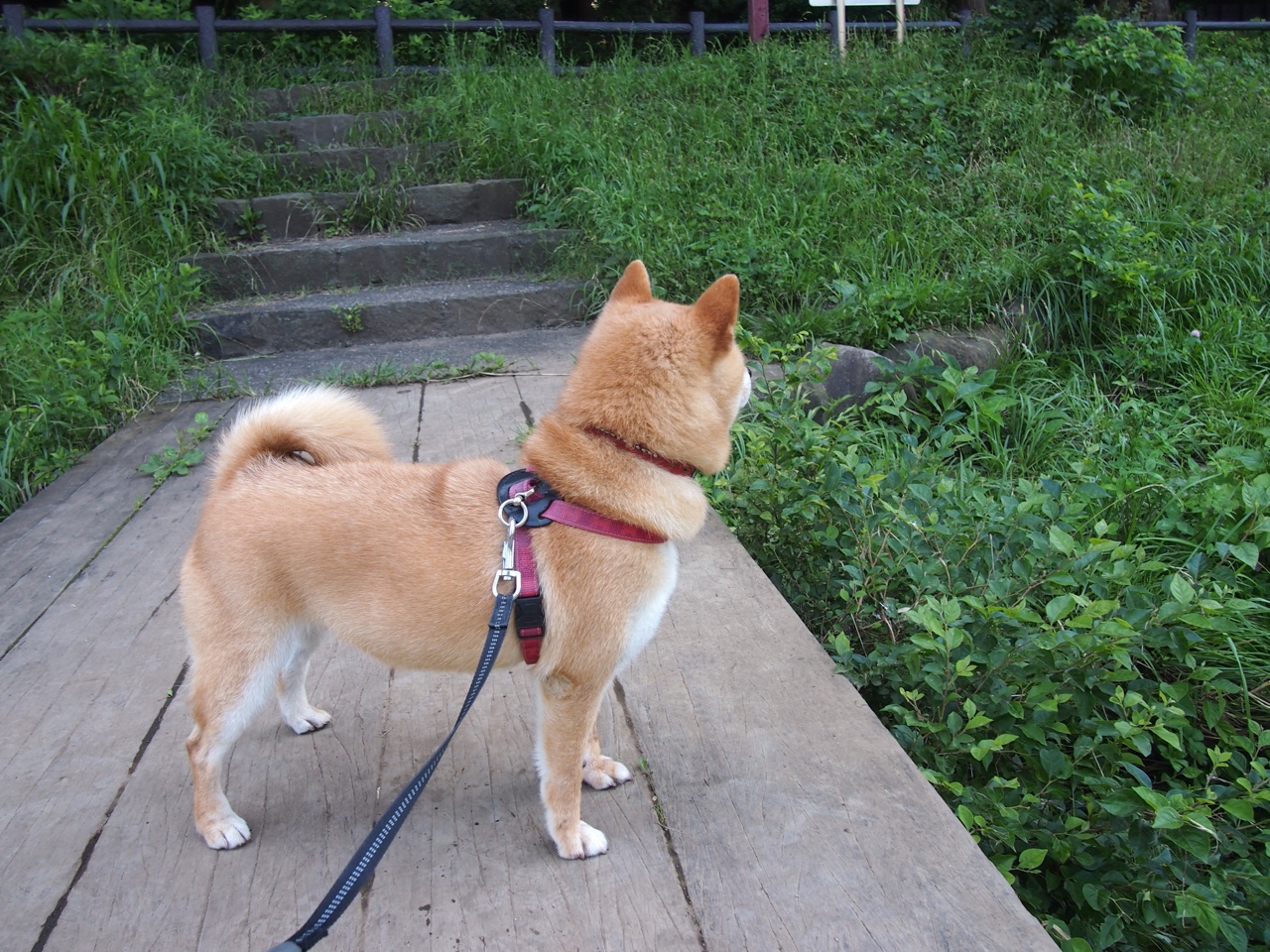 九游游戏-绿茵场上的突破与重构，当维尼修斯刷新纪录遇见沙特打穿南非