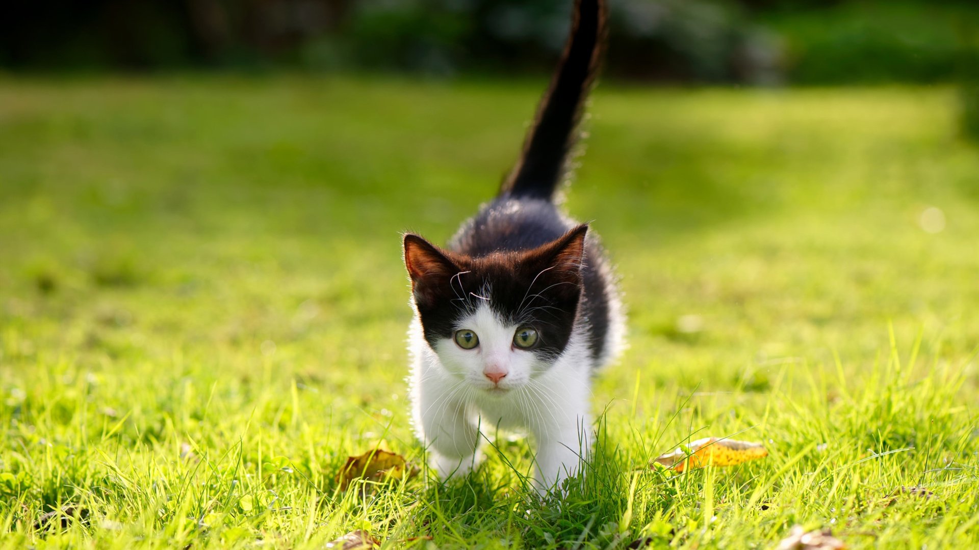 剑指巴黎，雪夜封喉，切特的奥运前哨战