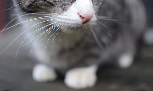 九游娱乐官方网站-掌舵与碾压，保罗末节导演15-0收割 灰熊让深圳队看到何为篮球代差