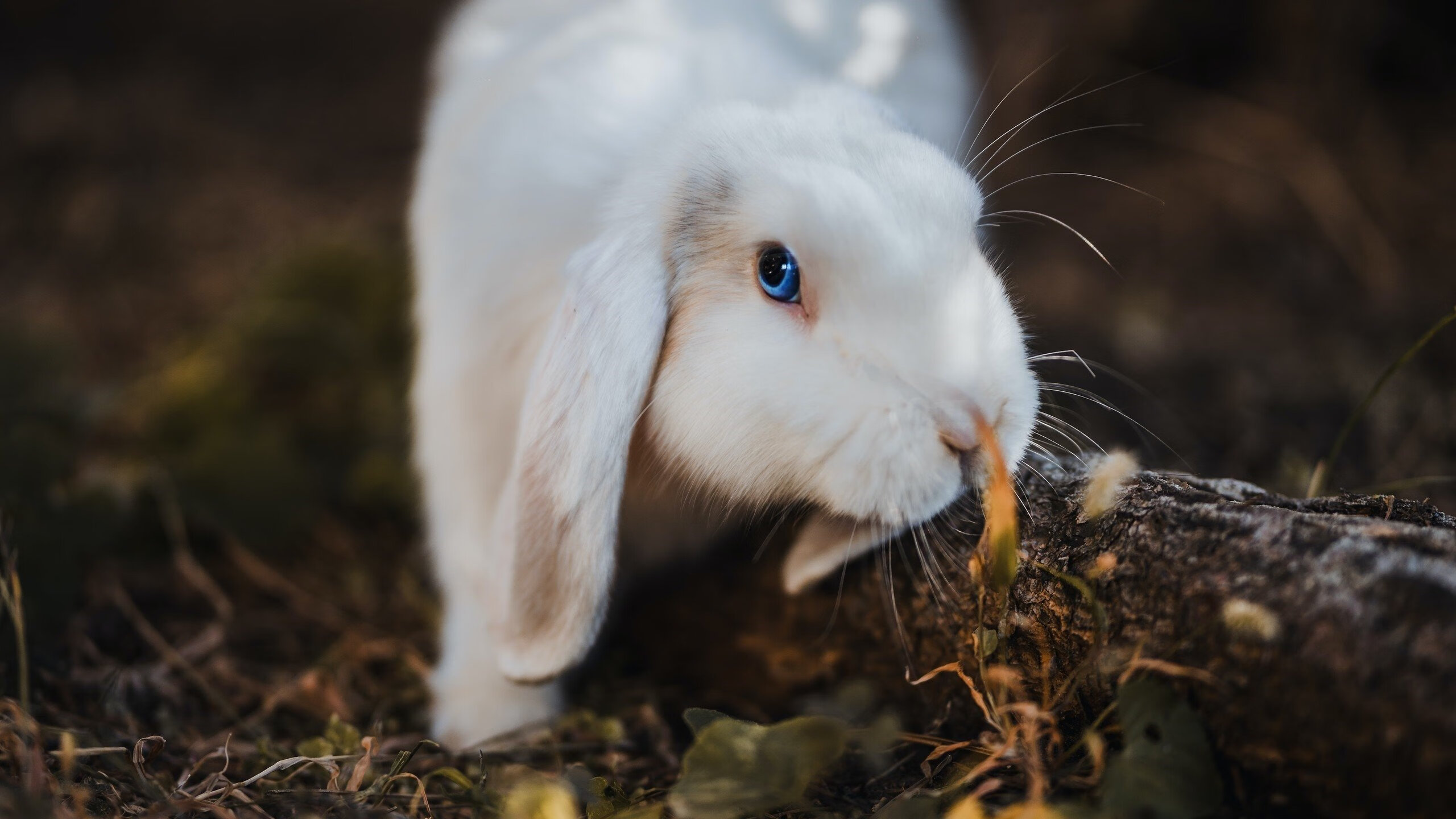 两种统治力，曼城的团队洪流与巴斯托尼的精准手术