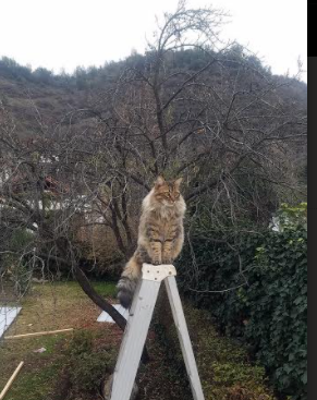 武切维奇统治内线，步行者力克辽宁取热身赛胜利